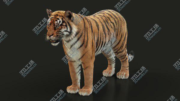 images/goods_img/20210312/3D Bengal Tiger RIG XGEN model/5.jpg